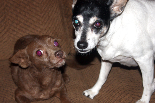 dogs